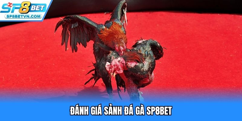 Đánh giá sảnh đá gà SP8BET