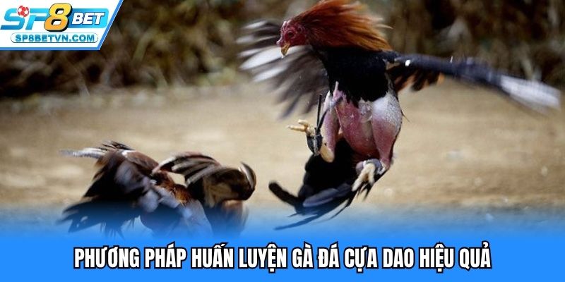 Dinh dưỡng gà đá cựa dao hiệu quả