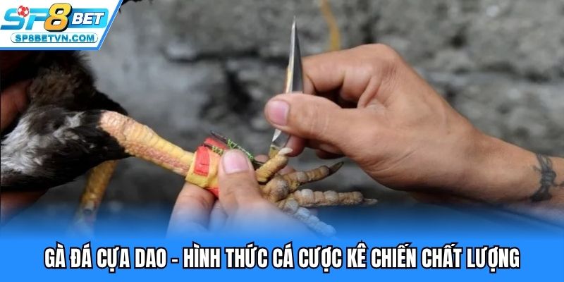 gà đá cựa dao