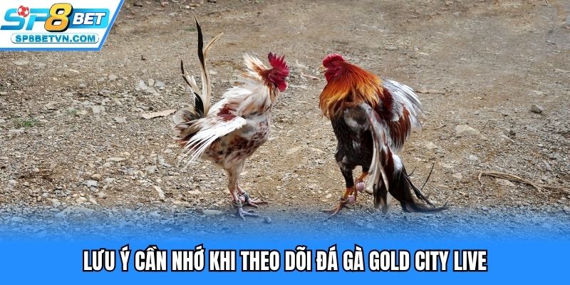 Lưu ý cần nhớ khi theo dõi đá gà Gold City live