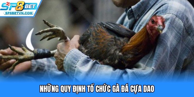Những quy định tổ chức gà đá cựa dao