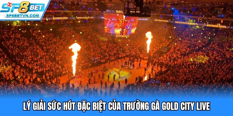 Lý giải sức hút đặc biệt của trường gà Gold City live