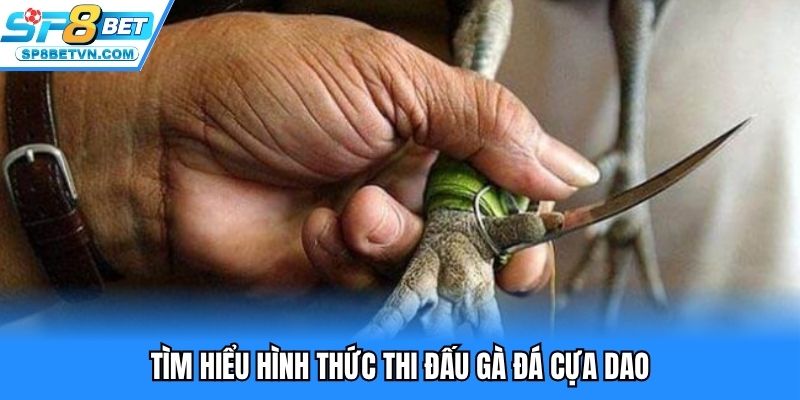 Tìm hiểu hình thức thi đấu gà đá cựa dao
