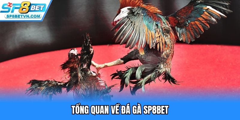 Tổng quan về đá gà SP8BET