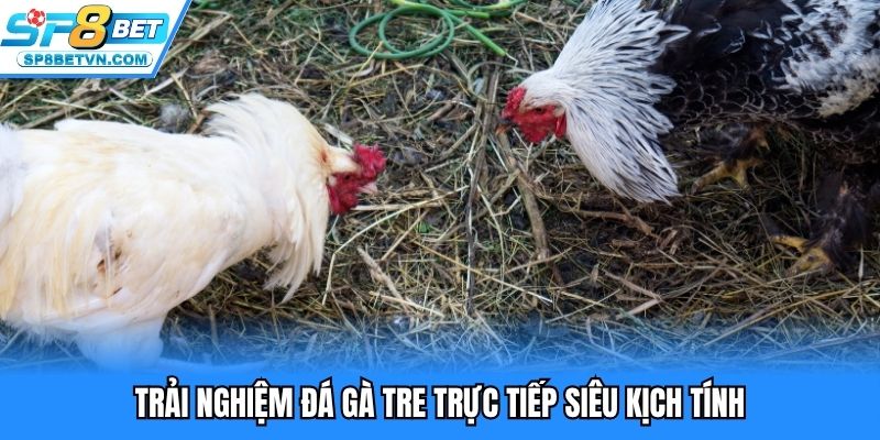 Trải nghiệm đá gà tre trực tiếp siêu kịch tính